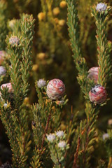 Leucadendron linifolium