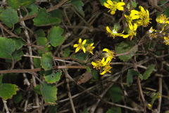 Brachyglottis sciadophila