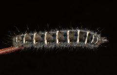 Pterolocera leucocera