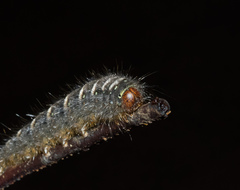 Pterolocera leucocera