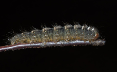 Pterolocera leucocera