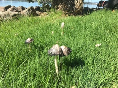 Coprinus comatus