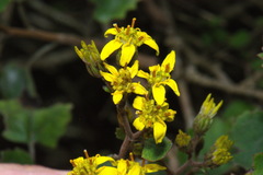 Brachyglottis sciadophila