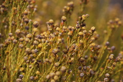 Leucadendron linifolium