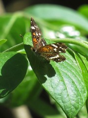 Anthanassa texana seminole