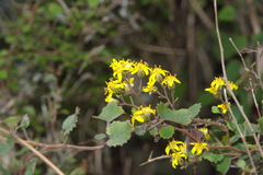 Brachyglottis sciadophila