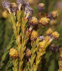 Leucadendron linifolium