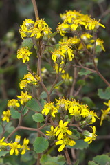 Brachyglottis sciadophila