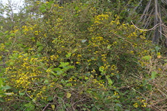 Brachyglottis sciadophila