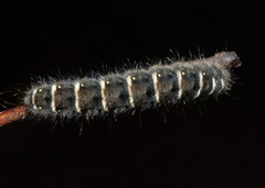 Pterolocera leucocera