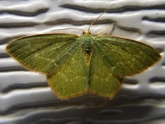 Thalera pistasciaria