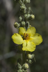 Verbascum songaricum