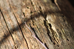 Castanea pumila