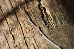 Castanea pumila