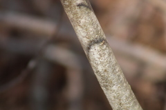 Castanea pumila