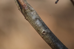 Castanea pumila