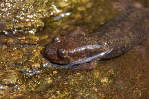 Blue Ridge Blackbelly Salamander