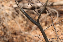 Castanea pumila