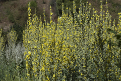 Verbascum songaricum