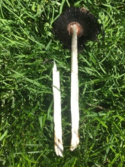 Coprinus comatus