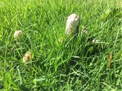 Coprinus comatus