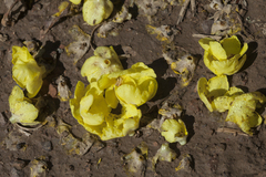 Verbascum songaricum