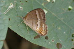 Yphthimoides borasta