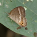 Yphthimoides borasta - Photo (c) bettinadungs, algunos derechos reservados (CC BY-NC), subido por bettinadungs