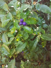 Psychotria suterella