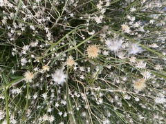 Bebbia juncea aspera