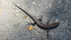 Cryptoblepharus buchananii