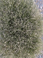 Bebbia juncea aspera