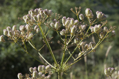 Prangos pabularia