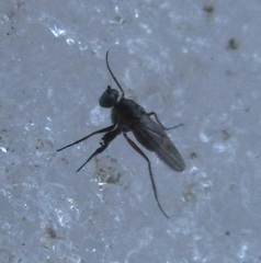 Campsicnemus philoctetes