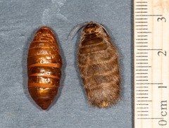 Pterolocera leucocera