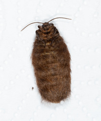 Pterolocera leucocera