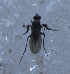 Campsicnemus philoctetes