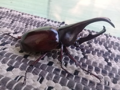 Xylotrupes gideon gideon
