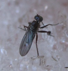 Campsicnemus philoctetes