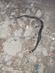 Chersodromus