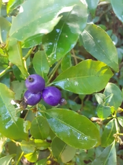 Psychotria suterella