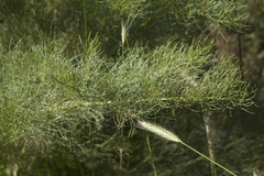 Prangos pabularia