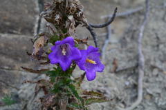 Campanula medium
