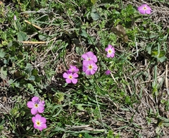 Phlox roemeriana