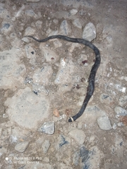 Chersodromus