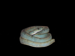 Bothrops bilineatus