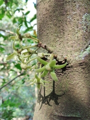 Stenanona