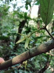 Stenanona