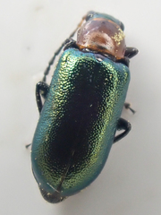 Scelolyperus
