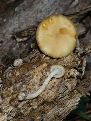 Cortinarius lewisii